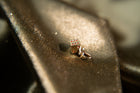 Vintage Dice Charm